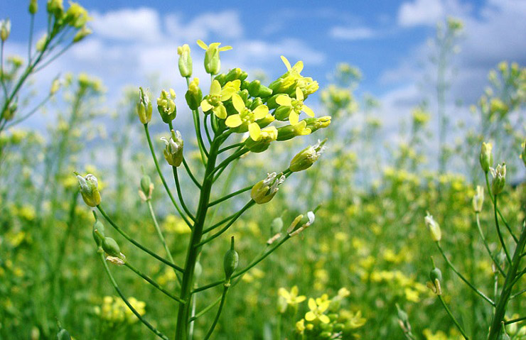 Bioplástico PHA obtenido desde plantas de camelina cultivadas en el campo