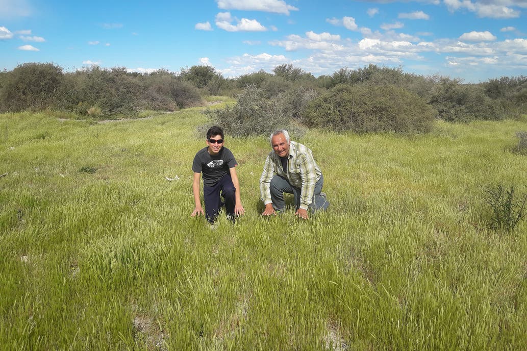 Manejo holístico. Recuperación y regeneración de pastizales en una zona difícil.